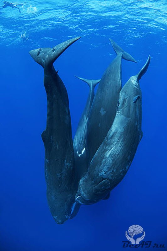 Подводная прогулка с китами