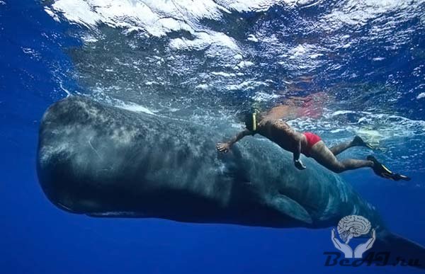 Подводная прогулка с китами