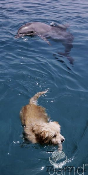 Собака - дельфин