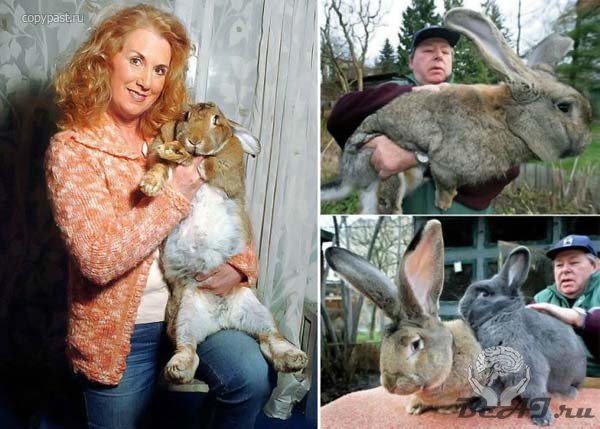 Хемфри и Эми - кролики гиганты