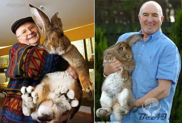 Хемфри и Эми - кролики гиганты