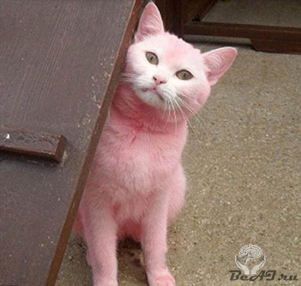 Розовый кот