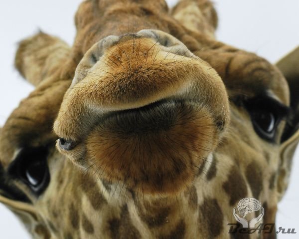 30 фактов о жирафах