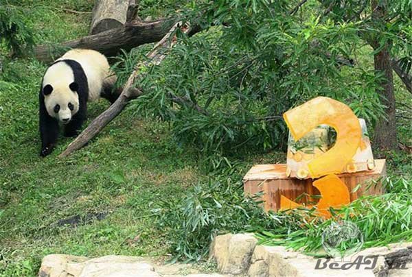 День варенья у панды