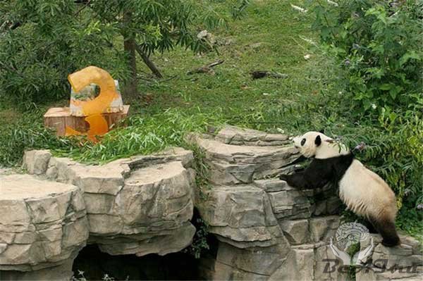 День варенья у панды