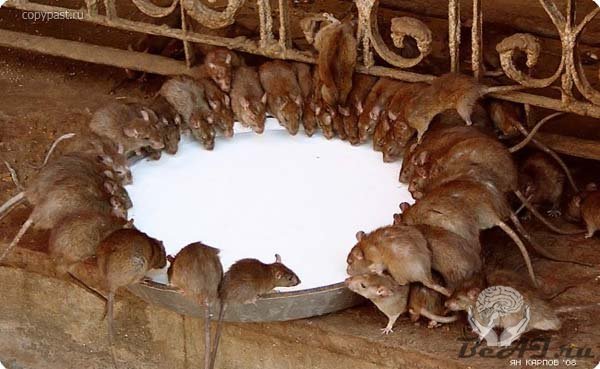 Karni Mata Temple - крысиный рай