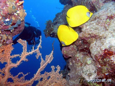 Подводный мир Красного моря ( 15 фото)