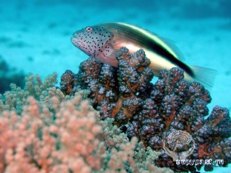 Подводный мир Красного моря ( 15 фото)