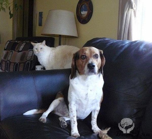 Фотобомбы котов и собак