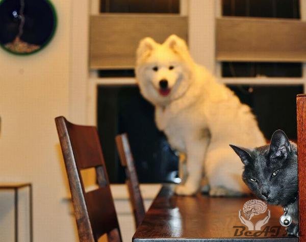 Фотобомбы котов и собак