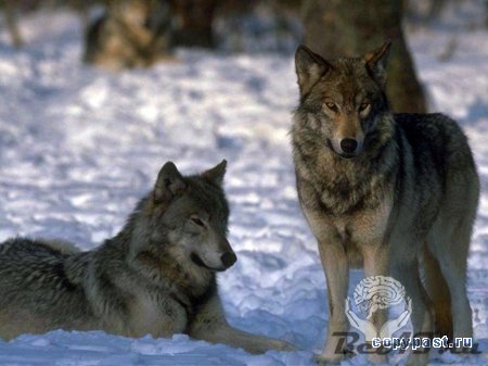 Красивые фото волков.(55 фото)
