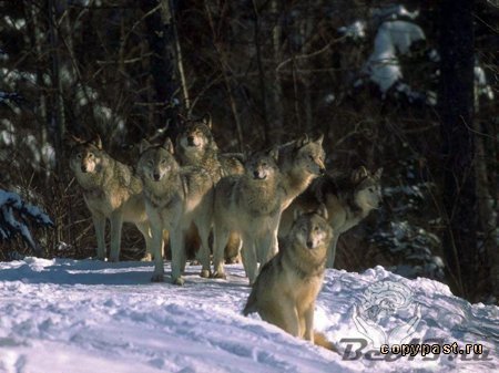 Красивые фото волков.(55 фото)