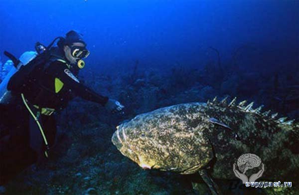 Обнаружен новый вид 450-килограммовых океанских рыб