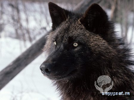 Красивые фото волков.(50 фото)