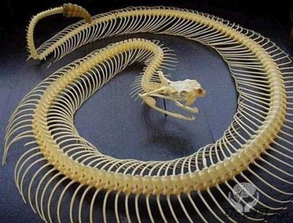 Змеиный скелет