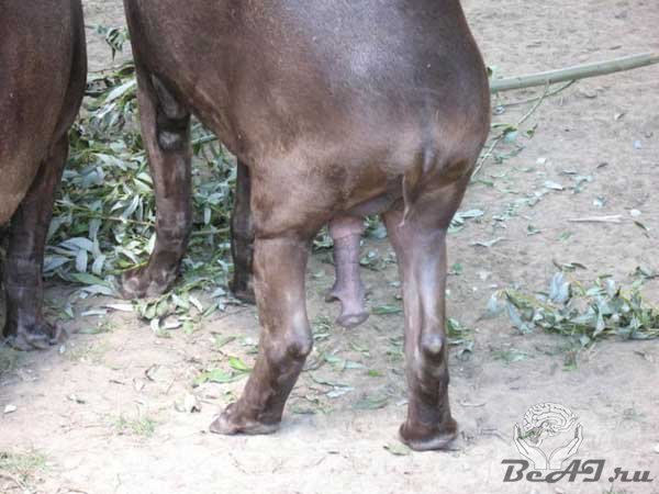 Тапир - интересное животное