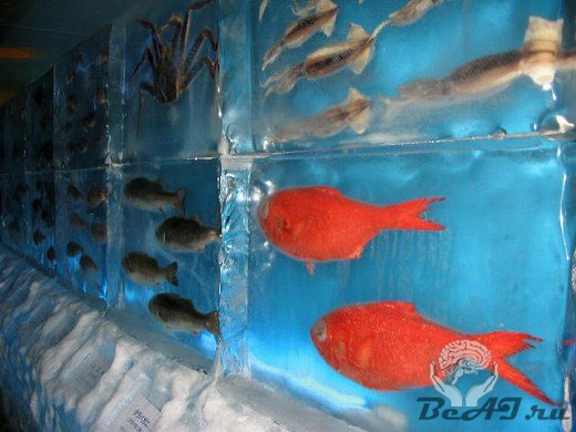 Ледяной аквариум(6 фото).