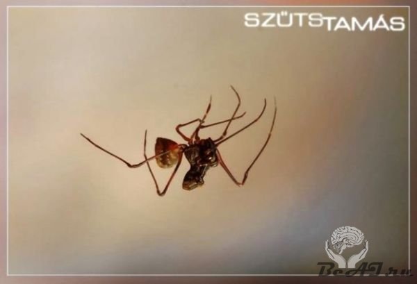 Мадагаскарский паук-убийца (10 фото + видео)