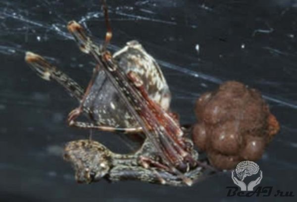 Мадагаскарский паук-убийца (10 фото + видео)