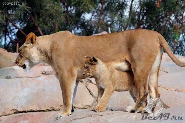 Благородное львиное семейство на прогулке