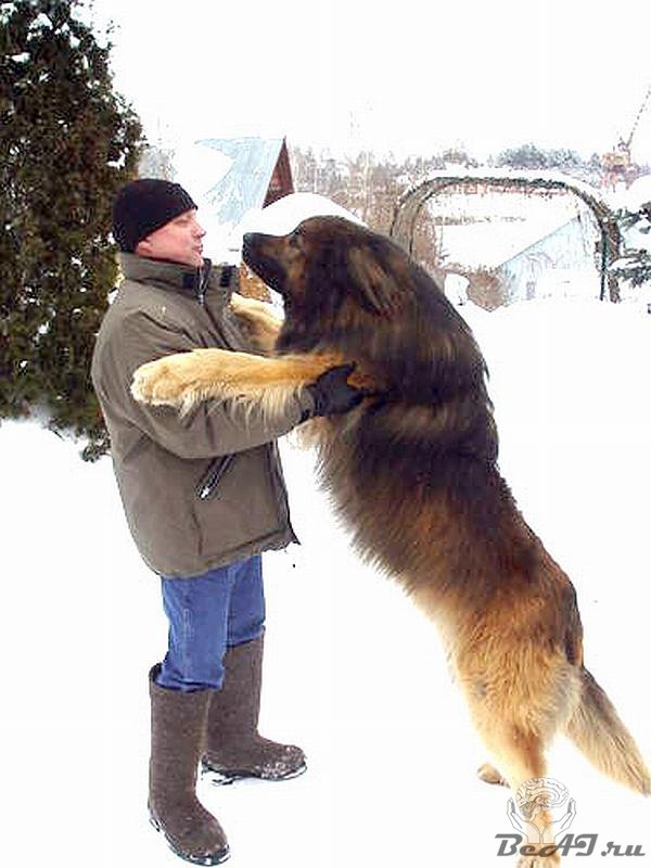 Топ 10 самые большие в мире собаки