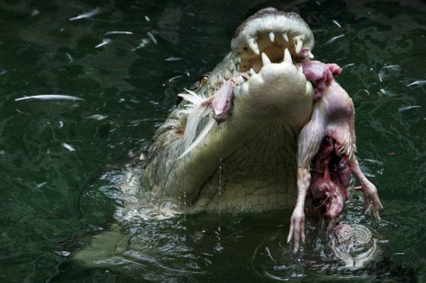 На обеде у крокодила