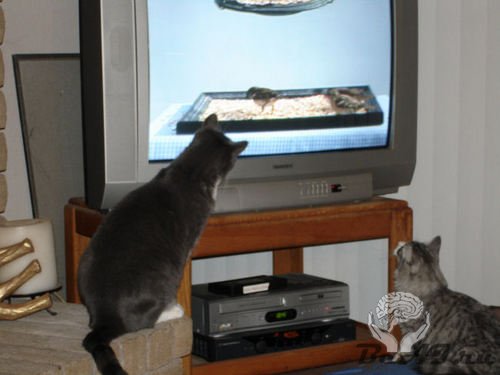 Кошки смотрят телевизор
