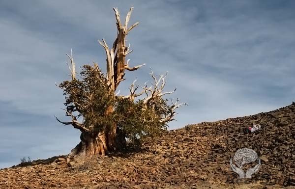 Древнейшее дерево Земли