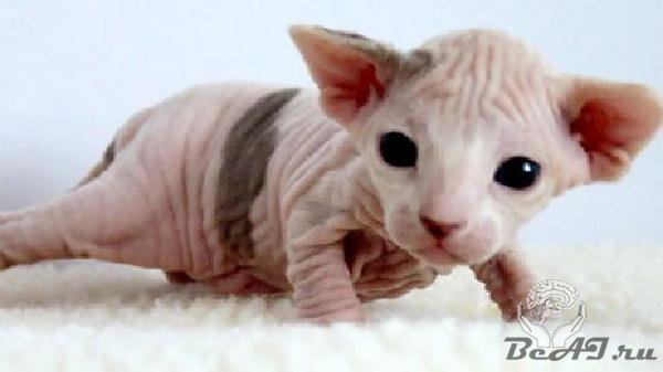 Татуированные кошки-сфинксы (15 фото + 3 видео)