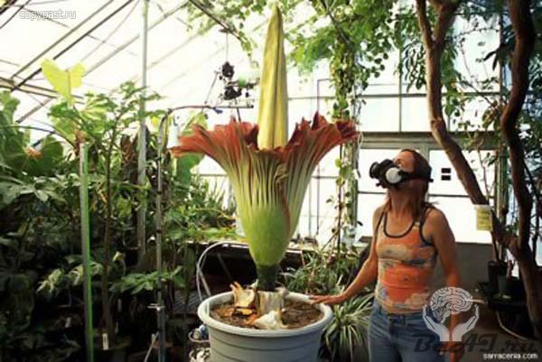 Самые необычные растения в мире