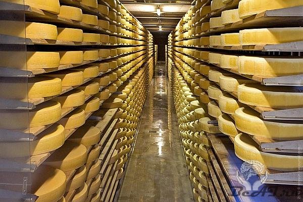 Как делают швейцарский сыр? (23 фото + текст)