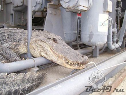 Крокодил в засаде