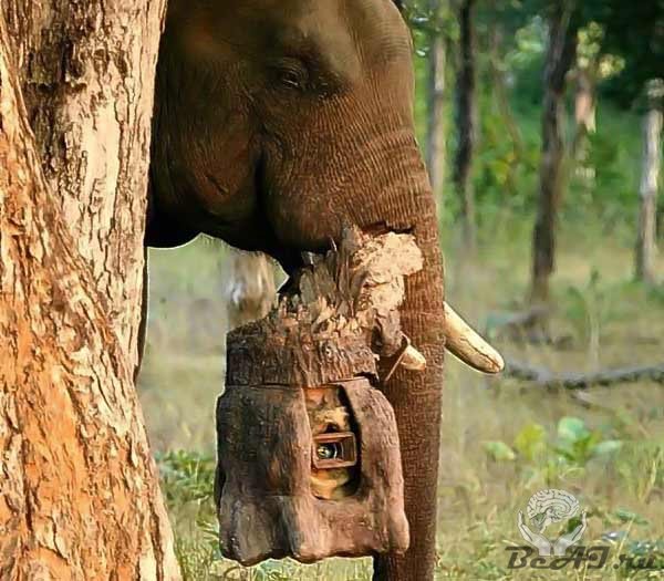 Слон - фотограф