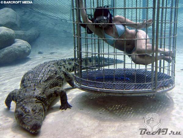 В одном водоеме с крокодилами