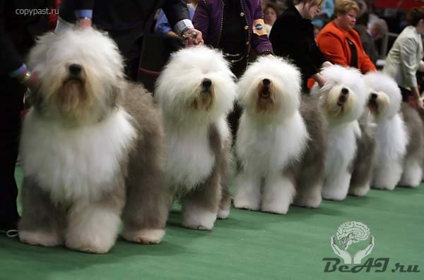 Westminster Kennel Club 2008