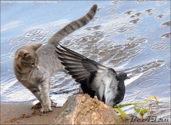 Кот напал на голубя