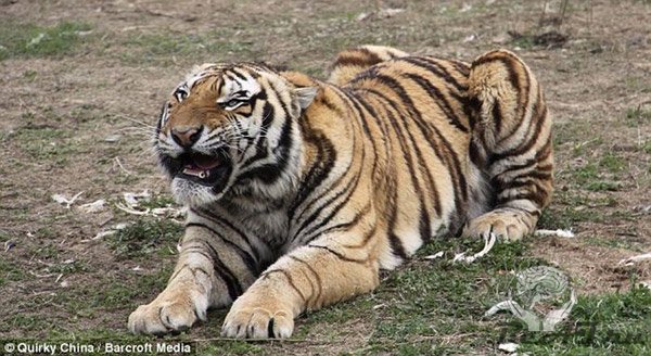 Тигр чуть не пообедал акробатом