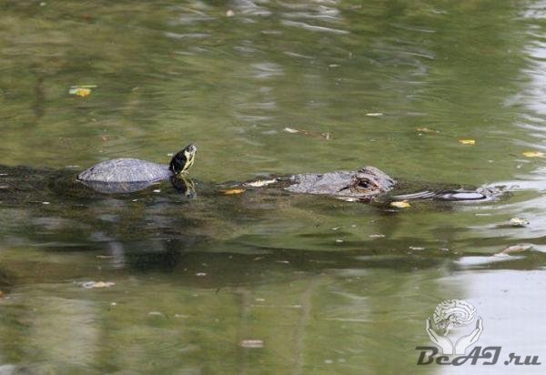 Черепаха и крокодил