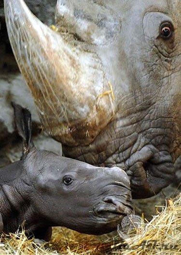 Малыш носорожек