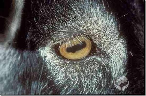 Животные с необычными глазами