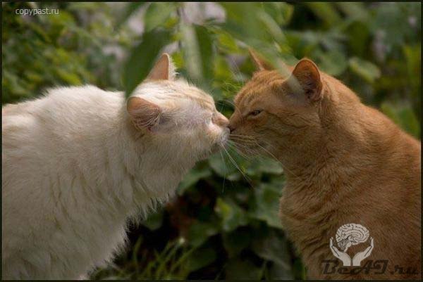 Животные целуются