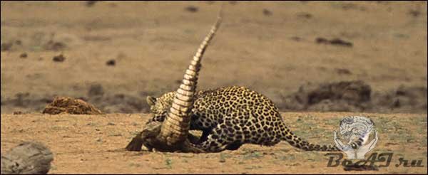 Уникальные фото леопард против крокодила