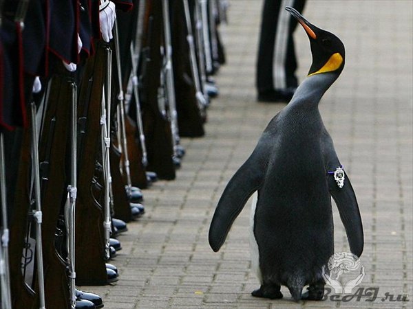 Королевского пингвина возвели в рыцари