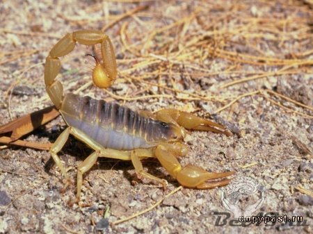 Скорпион-Султан пустыни