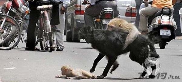 Мама-обезьяна спасает ребенка