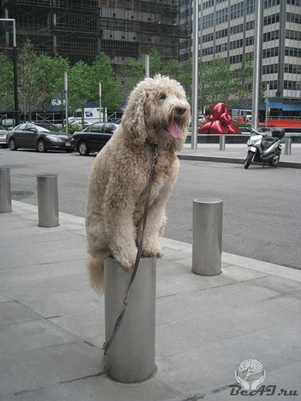Собака с уникальным равновесие
