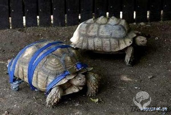 В Иерусалимском зоопарке парализованную черепаху посадили на колеса