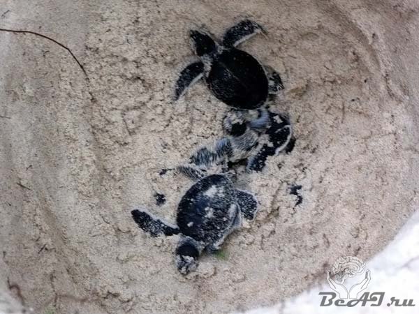 Черепахи острова Гили