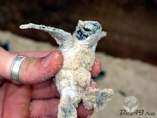 Черепахи острова Гили