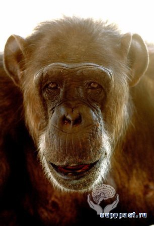 Старейшей обезьяне планеты - Чите исполнилось 75